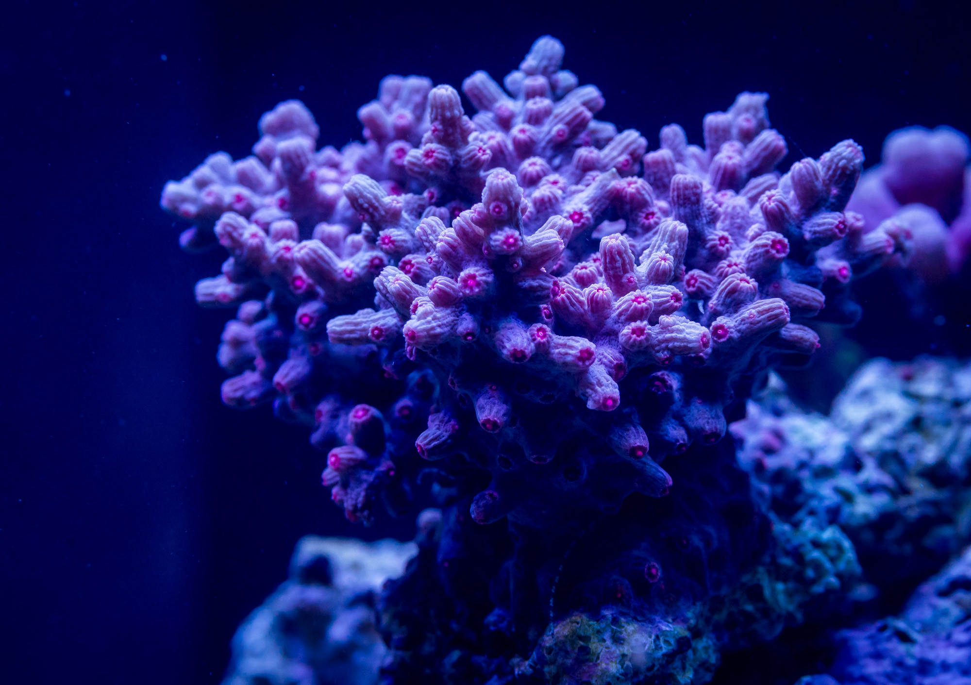 korallen-cube-4.jpg